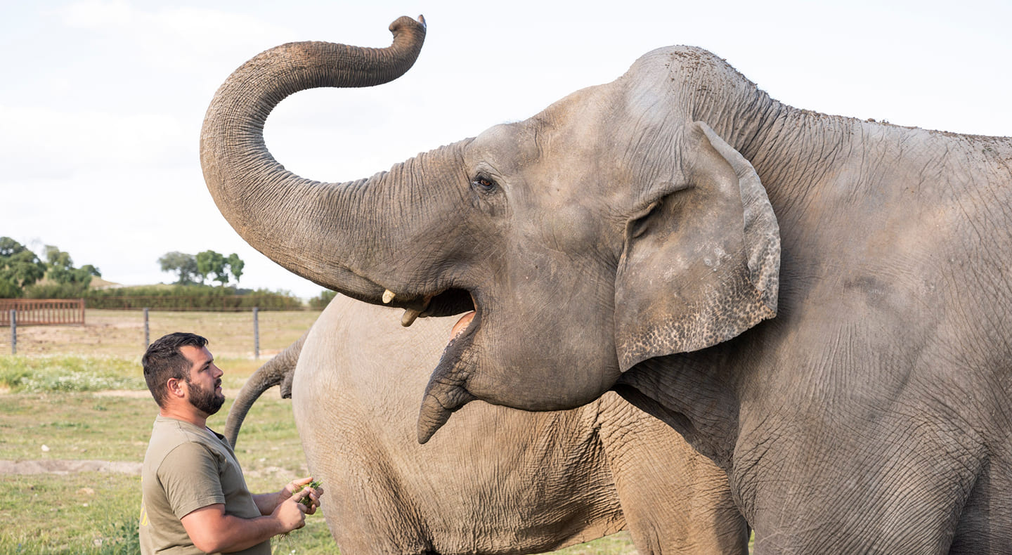 Fotografía elefantes